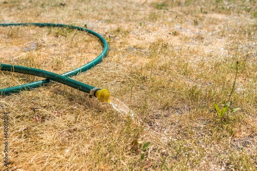 Green hose pours water on dry grass.