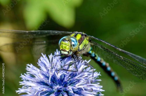 Portrait green dragonfly on purple flower.