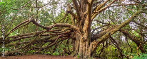 Yew Tree @ Kingley Vale photo