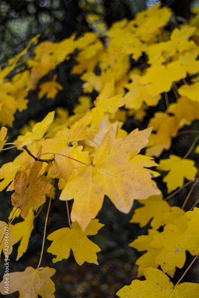 yellow maple leaves on the ground yellow maple leaves on the ground