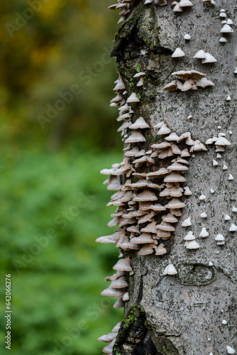 small white mushrooms on tree bark