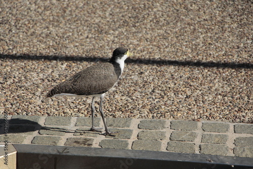Masked Lapwing