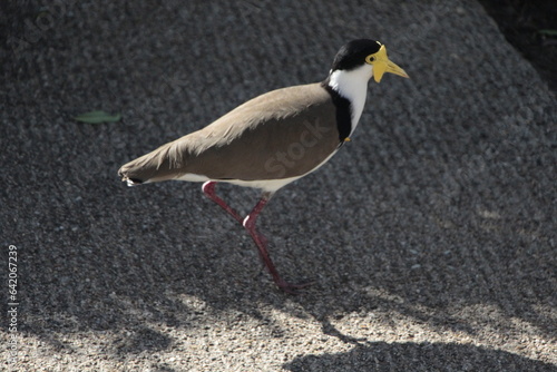 Masked Lapwing