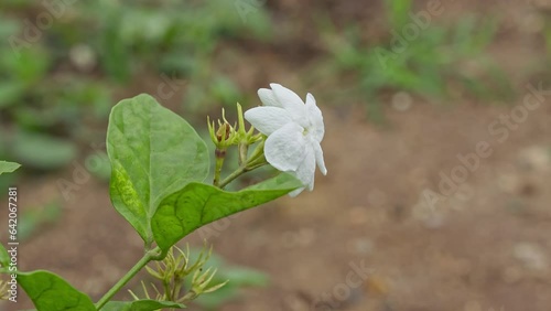 A beautiful view of a small white jasmine flower swaying in the wind photo