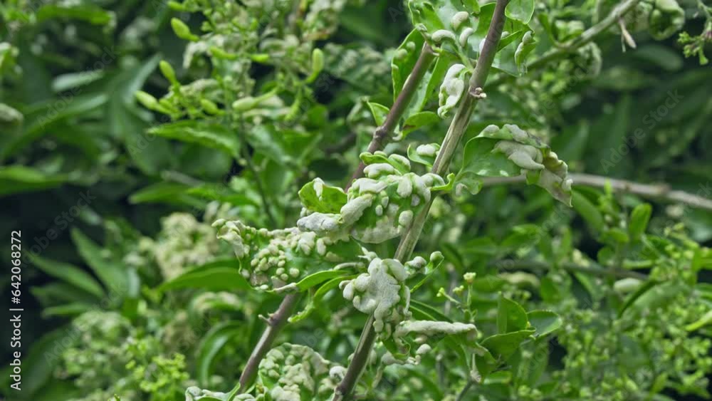 A closeup of a viral fungal mite disease infection in jasmine plant leaves A closeup of a viral fungal mite disease infection in jasmine plant leaves