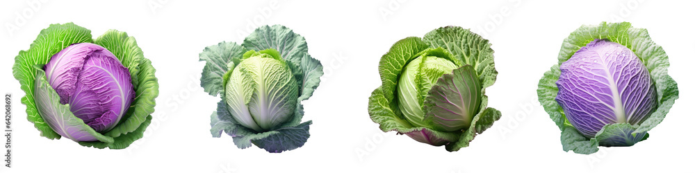 transparent background with ripe cabbage isolated transparent background with ripe cabbage isolated