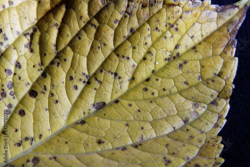 Canvastavla Hoja amarilla del arbusto Lantana con puntos negros infectados por pulgones, son ovadas y oblongas y con el margen dentado y marcadas venas en forma de V, forma un original diseño natural abstracto