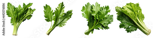 Closeup of celery leaf on a transparent background