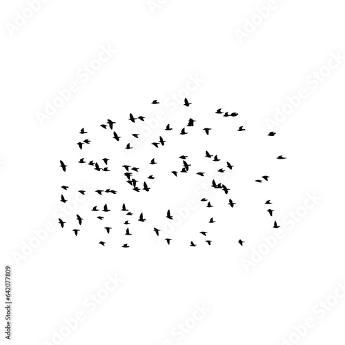 Flocks of free birds are soaring in the sky, vector silhouette.