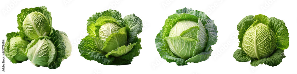 cabbage against transparent background cabbage against transparent background