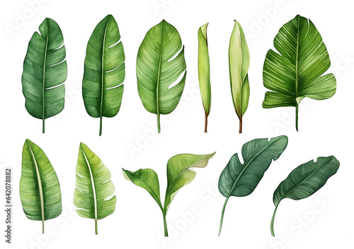watercolor vector Set of tropical leaves. Variety. Ornamental plants. Banana leaves. Transparent background.