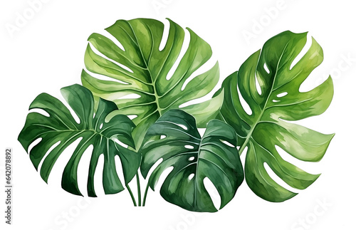 watercolor vector Set of tropical leaves. Variety. Ornamental plants. Banana leaves. Transparent background.