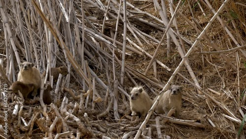 colony of hyraxes (Procavia capensis) young and adult