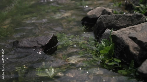 Bords de lac, avec végétation et rochers dans les Pyrénées