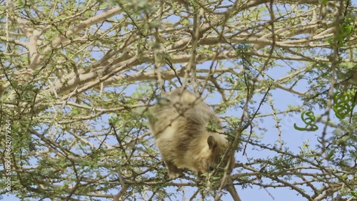 Hyrax eating from Acacia tree in the Judaean Desert.