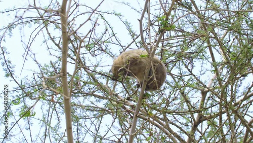 Hyrax eating from Acacia tree in the Judaean Desert.