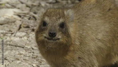 portrait of an adult Rock Hyrax (Procavia capensis) Chewing a plant