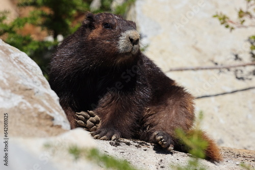 Vancouver Island Marmot(Marmota vancouverensis) Mount Washington, Vancouver Island, BC, Canada photo