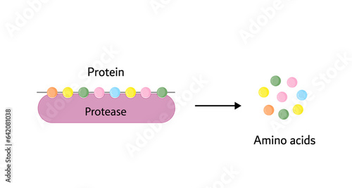 Protein Digestion. Proteases Enzymes (proteinases and peptidases) are digesting and breaking the protein into small peptide chains then into single amino acids, to be absorbed into the blood stream