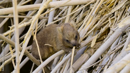 Baby rock hyraxes (Procavia capensis) eating reeds