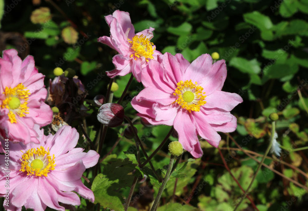 Pink Grapeleaf Anemone blooms, Derbyshire England
Pink Grapeleaf Anemone blooms, Derbyshire England
