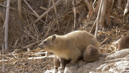 Suckling Rock hyraxes (Procavia capensis)