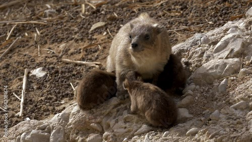 Suckling Rock hyraxes (Procavia capensis)