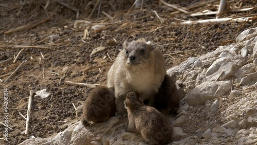 Suckling Rock hyraxes (Procavia capensis)