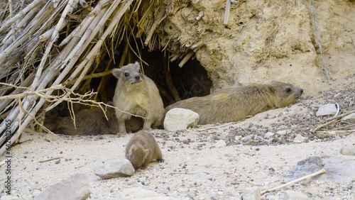 Suckling Rock hyraxes (Procavia capensis)