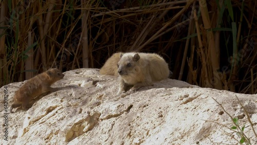 Rock Hyrax (Procavia capensis) young and adult