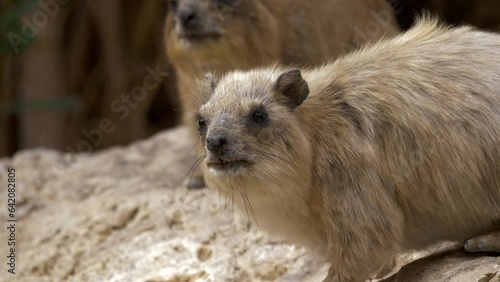Rock Hyrax (Procavia capensis) making teritorial calls in the desert