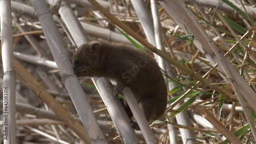 Young Rock Hyrax (Procavia capensis) climbing on Reeds