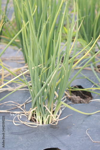 close up of Onion crop in village farm. The shallot plant is a horticultural crop that is cultivated by rural farmers