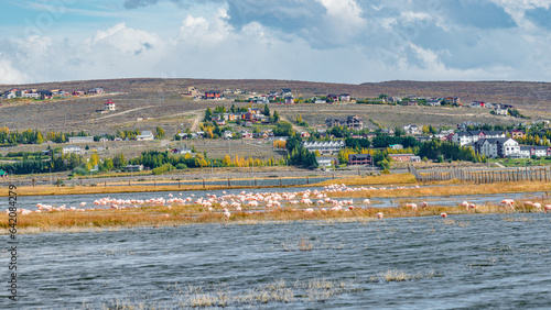 Panoramic with colony of Rosy Flamingos at Calafate town, at the Nimez Bird Reserve, Patagonia, Argentina, early Autumn time.