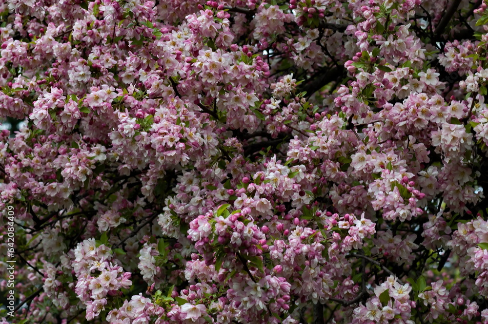 Photo with blooming with patterned in red and white colors of apple tree, Sofia, Bulgaria Photo with blooming with patterned in red and white colors of apple tree, Sofia, Bulgaria