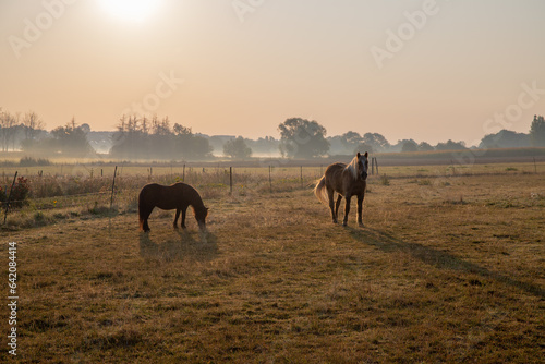 Horses in a pasture in the morning at sunrise with light fog