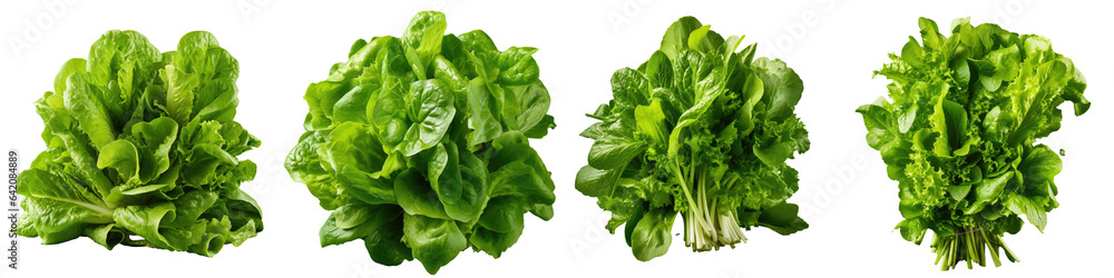 Studio photo of a cluster of crisp verdant salad leaves transparent background Studio photo of a cluster of crisp verdant salad leaves transparent background