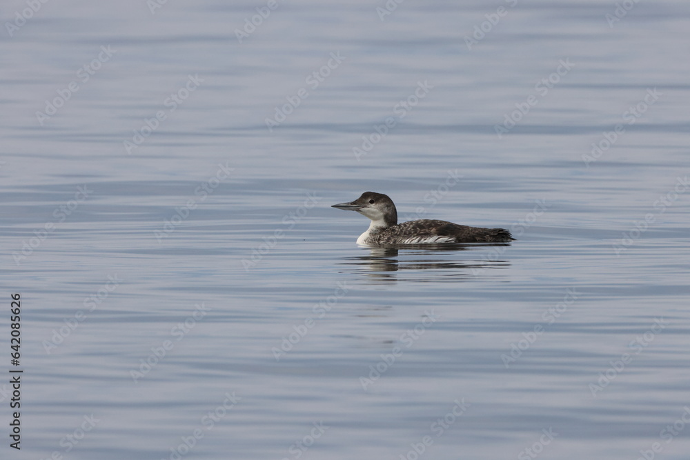common loon or great northern diver (Gavia immer) Vancouver Island, British Columbia, Canada common loon or great northern diver (Gavia immer) Vancouver Island, British Columbia, Canada