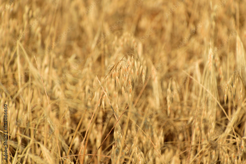 Fototapeta premium Lemnos island, Greece, Aegean Sea