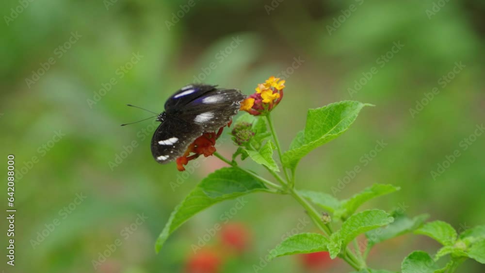 A small butterfly is in the meadow A small butterfly is in the meadow