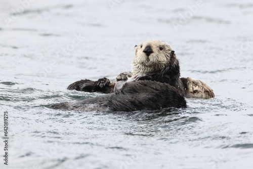 Sea Otter (Enhydra lutris) Vancouver Island, British Columbia, Canada © Frank Fichtmüller