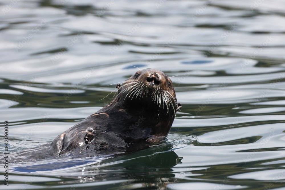 Sea Otter (Enhydra lutris) Vancouver Island, British Columbia, Canada Sea Otter (Enhydra lutris) Vancouver Island, British Columbia, Canada