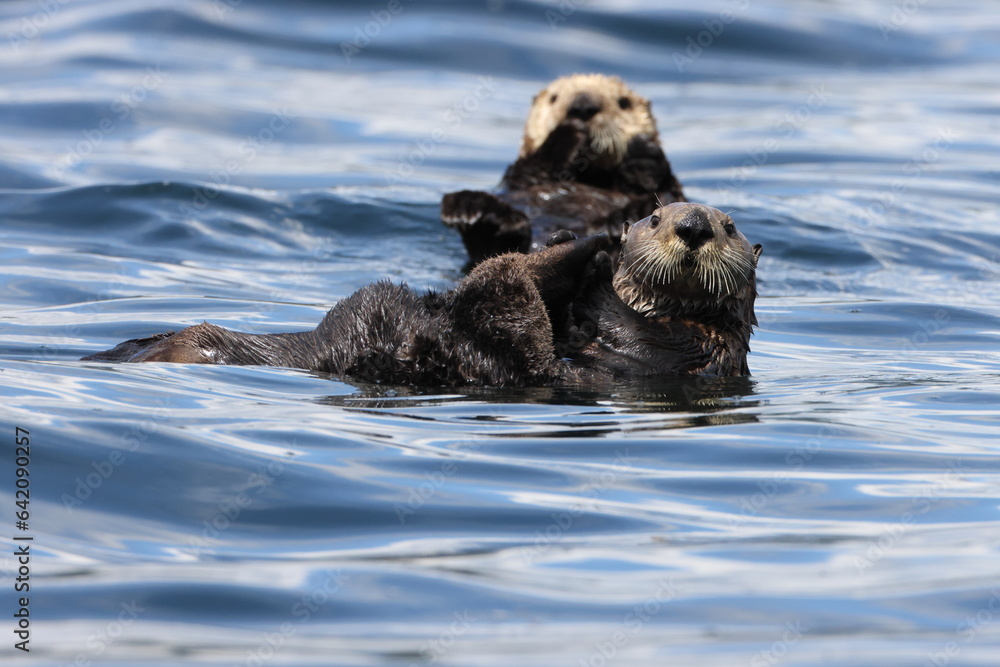 Naklejka premium Sea Otter (Enhydra lutris) Vancouver Island, British Columbia, Canada