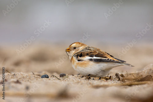 Male of the snow bunting (Plectrophenax nivalis) in winter plumage, a white passerine bird feeding on a beach