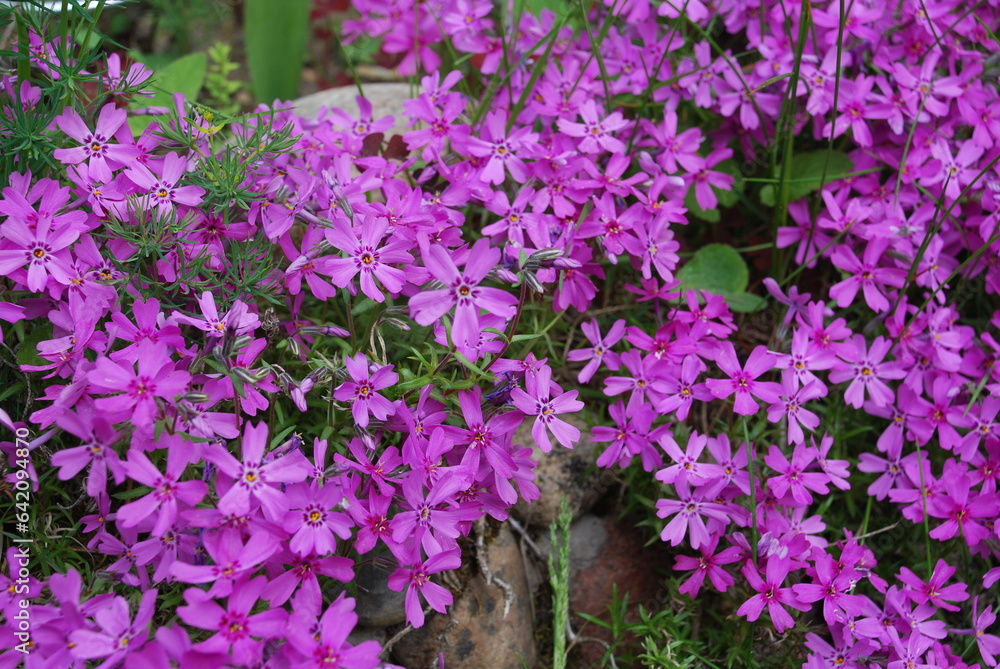 Phlox subulate is a small plant. A perennial herbaceous plant, a species of the genus Phlox of the cyanide family. Small early flowers of deep pink color with five petals and a yellow center.
