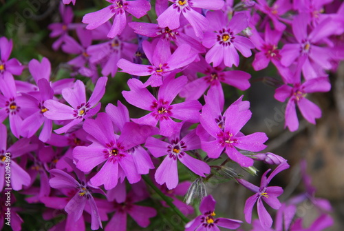 Phlox subulate is a small plant. A perennial herbaceous plant, a species of the genus Phlox of the cyanide family. Small early flowers of deep pink color with five petals and a yellow center.