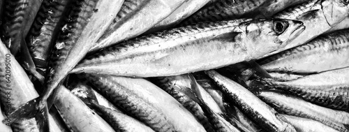 Banner or header with freshly caught fresh mackerel sold at the fish market - Background, texture, concept of healthy fish and rich in omega 3