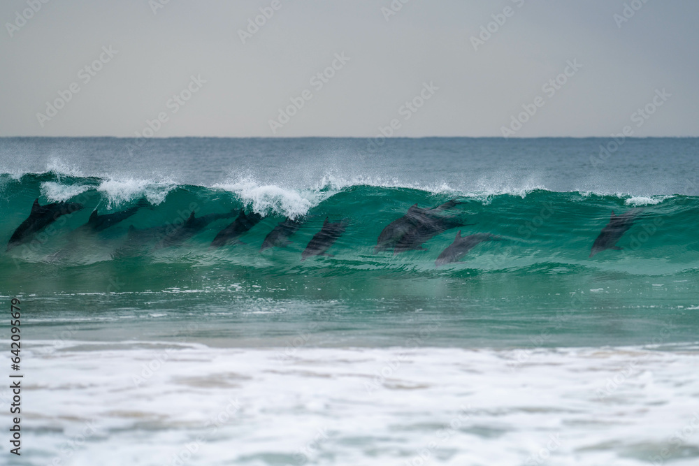 dolphin surfing waves on a beach dolphin surfing waves on a beach