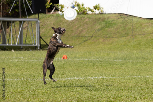 Dog jumping catching disc on grass