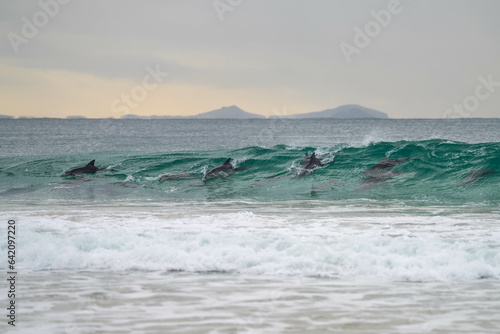 dolphin surfing waves on a beach